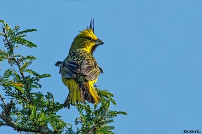 CARDENAL AMARILLO (Gubernatrix cristata) - Esteros del Iberá - ARGENTINA (Noviembre 2017)